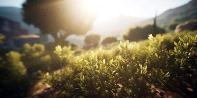 Sunlight filtering through lush green foliage in a serene landscape photo