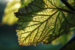 Sunlight Filtering Through a Delicate Green Leaf photo