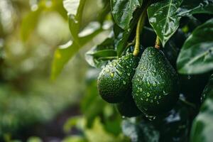 Fresh avocados with dewdrops hanging on a tree photo