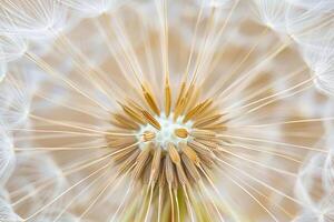 Close up of a dandelion seed head with intricate details photo