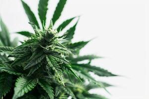 Close up of a cannabis plant in bloom photo