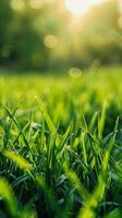 Sunlight filtering through fresh green grass at dawn photo
