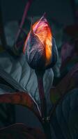 Vibrant Flower Bud Illuminated in Moody Lighting photo