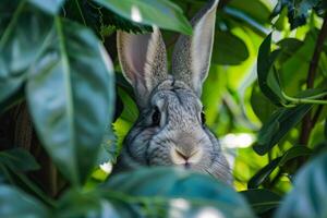 Curious Rabbit Peeking Through Green Leaves photo