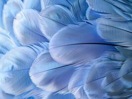 Close up of Soft Blue Feathers photo