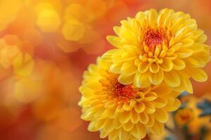 Vibrant Yellow Chrysanthemums on a Warm Autumn Background photo