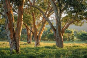 Sunlit Eucalyptus Trees in a Lush Green Meadow photo
