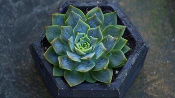 Succulent plant in a black geometric pot photo