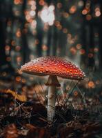 Mystical Red Mushroom in a Moody Forest photo