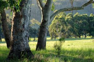 Sunlight Filtering Through Trees onto a Lush Green Meadow photo