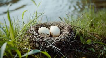 Bird eggs nestled in a natural nest by the waters edge photo