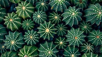 Top view of a group of vibrant green cacti with white patterns photo