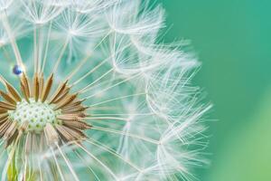 Close up of a Dandelion Seed Head Against a Soft Green Background photo