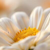 Close up of a White Daisy in Soft Focus photo