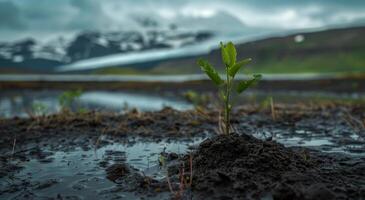 Young plant sprouting in wet soil with a mountainous backdrop photo