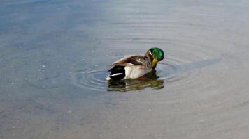 a duck is playing and swimming in the lake water video