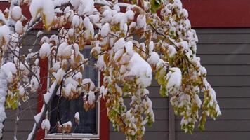 a tree with snow on it in front of a house, winter impression video