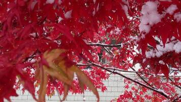 red maple tree in the snow video