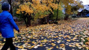 a woman walking down a path covered with fallen maple leaves video