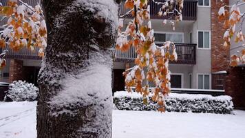 a maple tree covered in snow in front of an apartment building video