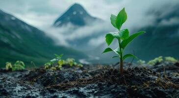 Young plant sprouting in mountainous terrain with misty backdrop photo