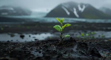 Young plant sprouting in volcanic soil with misty mountains in the background photo