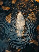 Feather floating on water with ripples and droplets photo