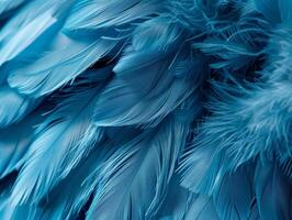Close up of blue feathers with soft texture photo
