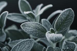 Frost covered leaves in close up view photo