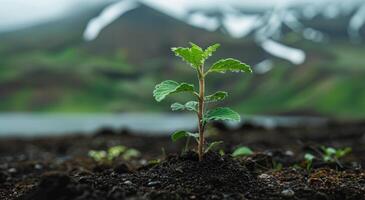 Young plant sprouting in fertile soil with a mountainous backdrop photo