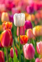 Single white tulip standing out in a colorful tulip field photo