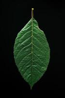 Single green leaf isolated on black background photo