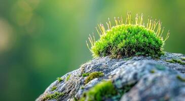 Lush green moss growing on a rock with a soft focus background photo