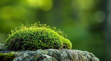Lush green moss growing on a rock with a soft focus background photo