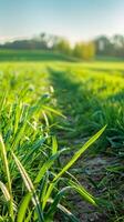 Fresh morning dew on vibrant green grass with sunlight photo
