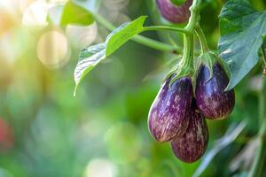 Fresh eggplants growing on a plant in a garden photo