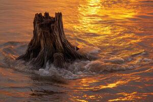 Sunset Reflections on Water with Tree Stump photo