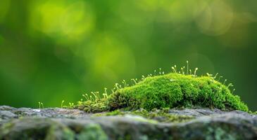 Lush green moss thriving on a rock with a soft bokeh background photo