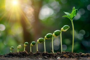 Seedling growth stages with sunlight in nature photo