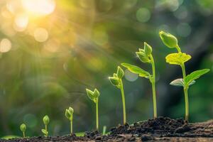 Seedlings growing in sunlight representing growth and development photo