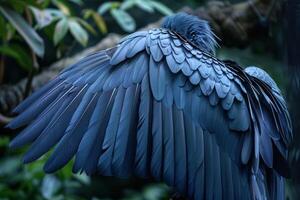 Close up of Bird Feathers in Natural Setting photo