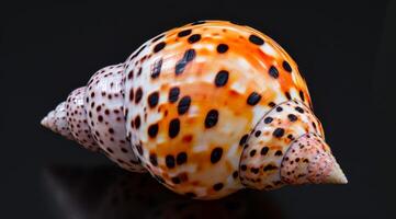 Close up of a Colorful Seashell on a Dark Background photo
