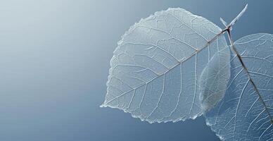 Transparent leaf skeleton against a blue sky photo