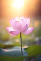 Serene Lotus Flower at Sunrise photo