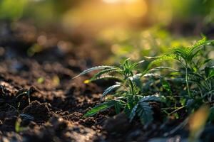 Young plants growing in the soil at sunrise photo