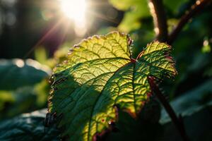 Sunlight Filtering Through Fresh Green Leaves photo