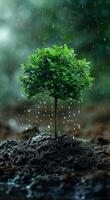 Young Tree Thriving in Rainy Weather photo