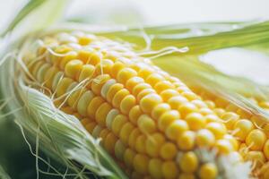 Close up of Fresh Corn on the Cob with Husk photo
