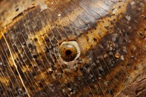 Close up Texture of Fish Scales photo