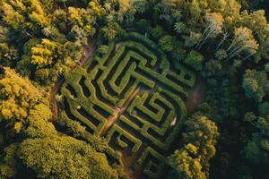 Aerial View of a Lush Green Maze in a Forest photo